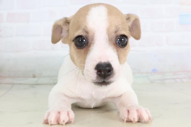 群馬県のジャックラッセルテリア (Coo&RIKU藤岡店/2025年11月26日生まれ/女の子/ホワイトタン)の子犬の1枚目の画像