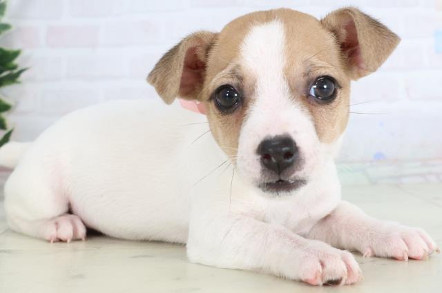 群馬県のジャックラッセルテリア (Coo&RIKU藤岡店/2025年11月26日生まれ/女の子/ホワイトタン)の子犬の2枚目の画像