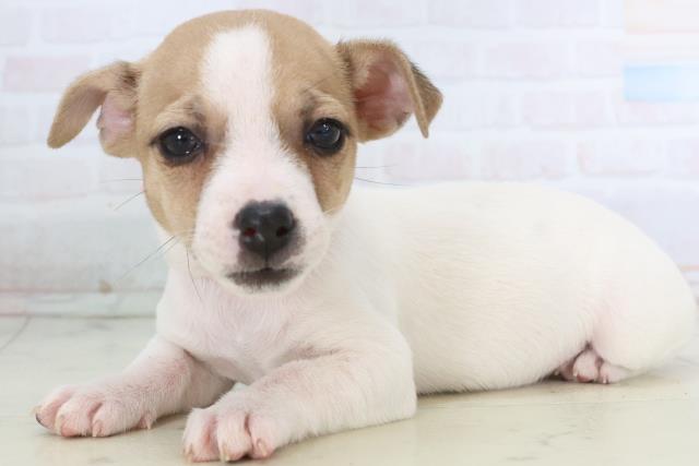 群馬県のジャックラッセルテリア (Coo&RIKU藤岡店/2025年11月26日生まれ/女の子/ホワイトタン)の子犬の3枚目の画像