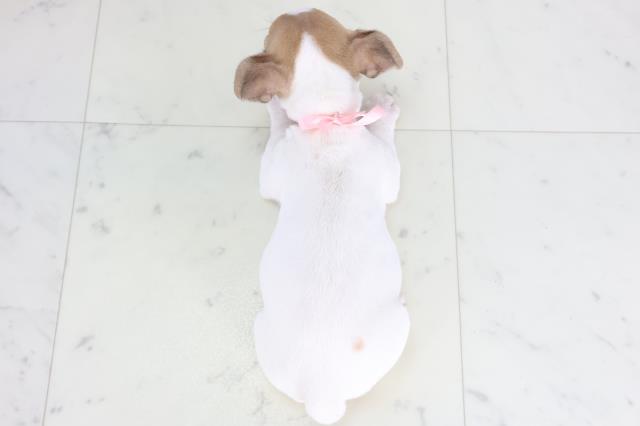 群馬県のジャックラッセルテリア (Coo&RIKU藤岡店/2025年11月26日生まれ/女の子/ホワイトタン)の子犬の4枚目の画像