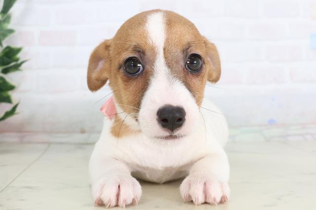 千葉県のジャックラッセルテリア (Coo&RIKU市原店/2025年11月26日生まれ/女の子/ホワイトタン)の子犬の1枚目の画像