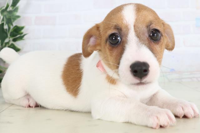 千葉県のジャックラッセルテリア (Coo&RIKU市原店/2025年11月26日生まれ/女の子/ホワイトタン)の子犬の2枚目の画像