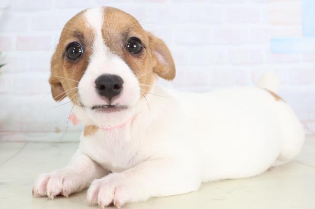 千葉県のジャックラッセルテリア (Coo&RIKU市原店/2025年11月26日生まれ/女の子/ホワイトタン)の子犬の3枚目の画像