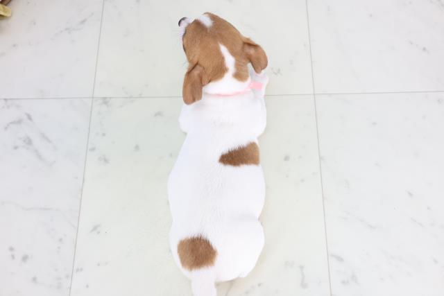 千葉県のジャックラッセルテリア (Coo&RIKU市原店/2025年11月26日生まれ/女の子/ホワイトタン)の子犬の4枚目の画像