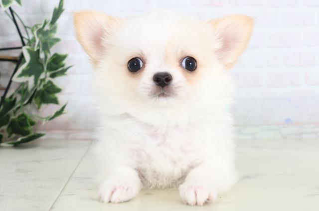 福岡県のチワワ(ロング) (Coo&RIKU筑後店/2025年11月26日生まれ/男の子/ホワイトクリーム)の子犬の1枚目の画像