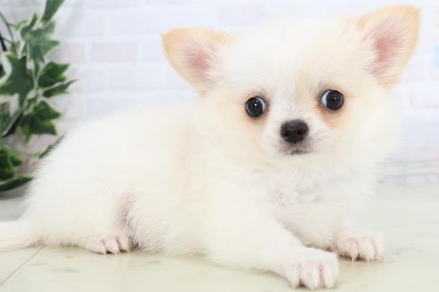 福岡県のチワワ(ロング) (Coo&RIKU筑後店/2025年11月26日生まれ/男の子/ホワイトクリーム)の子犬の2枚目の画像