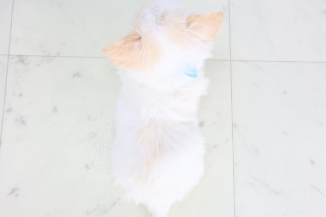 福岡県のチワワ(ロング) (Coo&RIKU筑後店/2025年11月26日生まれ/男の子/ホワイトクリーム)の子犬の4枚目の画像