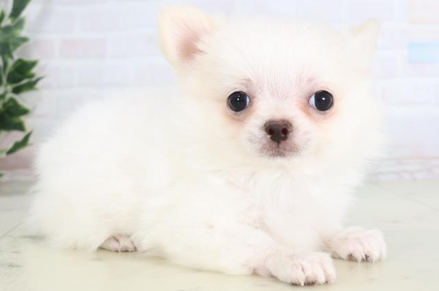 長崎県のチワワ(ロング) (Coo&RIKU長崎佐世保店/2025年11月26日生まれ/男の子/ホワイトクリーム)の子犬の2枚目の画像