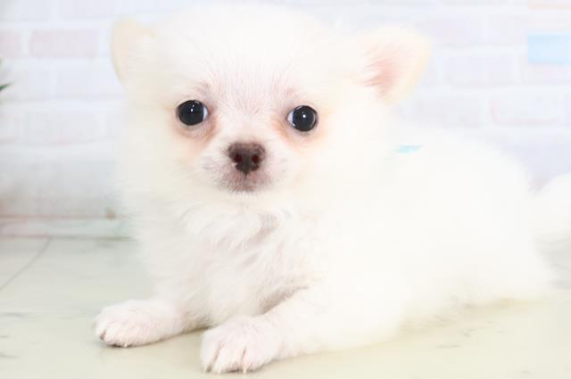 長崎県のチワワ(ロング) (Coo&RIKU長崎佐世保店/2025年11月26日生まれ/男の子/ホワイトクリーム)の子犬の3枚目の画像