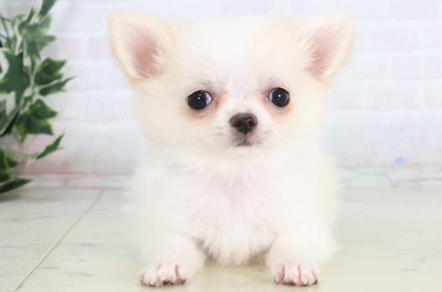 長崎県のチワワ(ロング) (Coo&RIKU長崎浜町店/2025年11月26日生まれ/女の子/ホワイトクリーム)の子犬の1枚目の画像