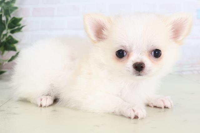 長崎県のチワワ(ロング) (Coo&RIKU長崎浜町店/2025年11月26日生まれ/女の子/ホワイトクリーム)の子犬の2枚目の画像