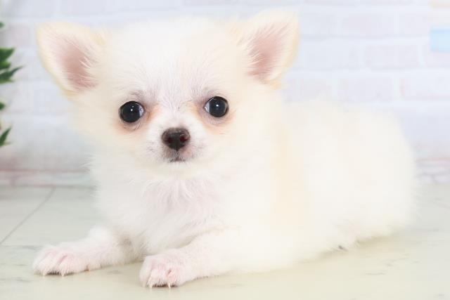 長崎県のチワワ(ロング) (Coo&RIKU長崎浜町店/2025年11月26日生まれ/女の子/ホワイトクリーム)の子犬の3枚目の画像