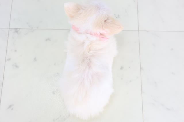 長崎県のチワワ(ロング) (Coo&RIKU長崎浜町店/2025年11月26日生まれ/女の子/ホワイトクリーム)の子犬の4枚目の画像