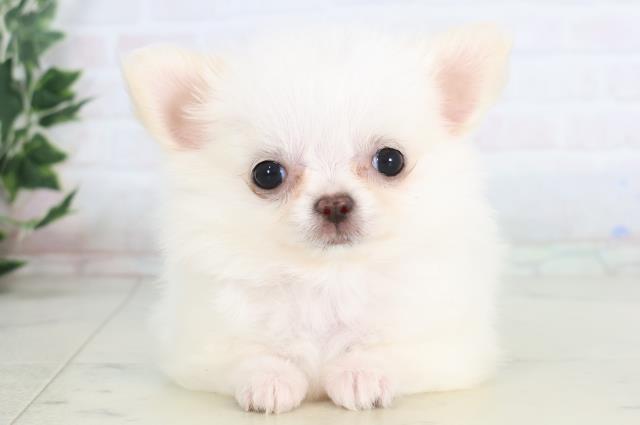 福岡県のチワワ(ロング) (Coo&RIKU福岡東店/2025年11月26日生まれ/女の子/ホワイトクリーム)の子犬の1枚目の画像