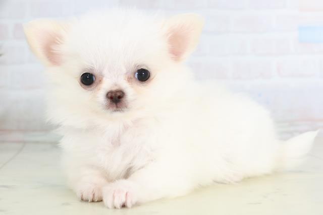 福岡県のチワワ(ロング) (Coo&RIKU福岡東店/2025年11月26日生まれ/女の子/ホワイトクリーム)の子犬の3枚目の画像