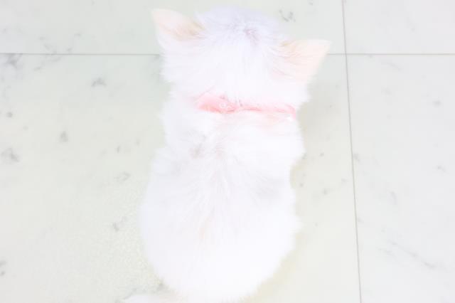 福岡県のチワワ(ロング) (Coo&RIKU福岡東店/2025年11月26日生まれ/女の子/ホワイトクリーム)の子犬の4枚目の画像