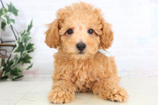 福岡県のトイプードル(トイ) (Coo&RIKU行橋店/2025年11月27日生まれ/男の子/アプリコット)の子犬の1枚目の画像
