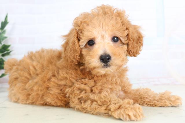 福岡県のトイプードル(トイ) (Coo&RIKU行橋店/2025年11月27日生まれ/男の子/アプリコット)の子犬の2枚目の画像