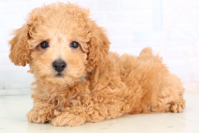 福岡県のトイプードル(トイ) (Coo&RIKU行橋店/2025年11月27日生まれ/男の子/アプリコット)の子犬の3枚目の画像