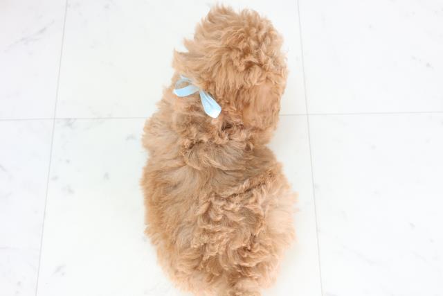 福岡県のトイプードル(トイ) (Coo&RIKU行橋店/2025年11月27日生まれ/男の子/アプリコット)の子犬の4枚目の画像