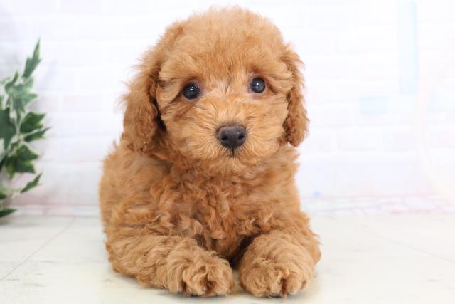 高知県のトイプードル(トイ) (Coo&RIKU高知御座店/2025年11月27日生まれ/男の子/アプリコット)の子犬の1枚目の画像