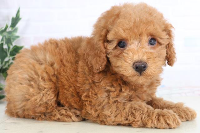 高知県のトイプードル(トイ) (Coo&RIKU高知御座店/2025年11月27日生まれ/男の子/アプリコット)の子犬の2枚目の画像