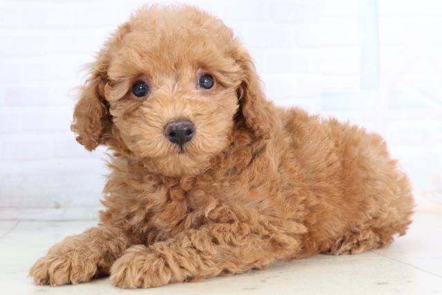 高知県のトイプードル(トイ) (Coo&RIKU高知御座店/2025年11月27日生まれ/男の子/アプリコット)の子犬の3枚目の画像