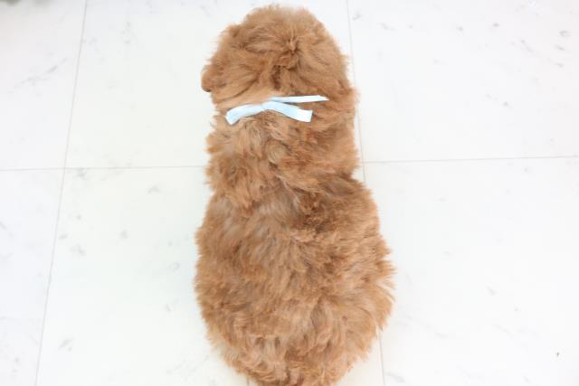 高知県のトイプードル(トイ) (Coo&RIKU高知御座店/2025年11月27日生まれ/男の子/アプリコット)の子犬の4枚目の画像