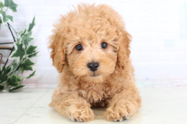 広島県のトイプードル(トイ) (Coo&RIKU福山店/2025年11月27日生まれ/男の子/アプリコット)の子犬の1枚目の画像