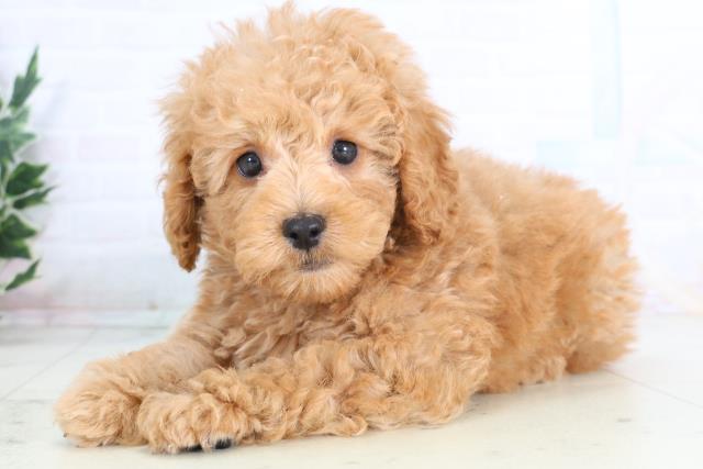 広島県のトイプードル(トイ) (Coo&RIKU福山店/2025年11月27日生まれ/男の子/アプリコット)の子犬の3枚目の画像