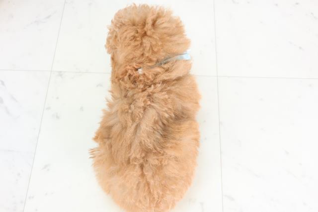 広島県のトイプードル(トイ) (Coo&RIKU福山店/2025年11月27日生まれ/男の子/アプリコット)の子犬の4枚目の画像