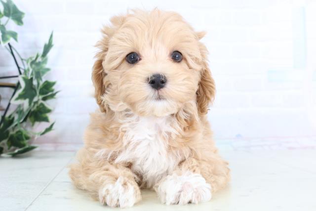 岡山県のマルプー(マルチーズ×プードル) (Coo&RIKU岡山店/2025年11月27日生まれ/男の子/アプリコット)の子犬の1枚目の画像