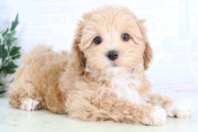 岡山県のマルプー(マルチーズ×プードル) (Coo&RIKU岡山店/2025年11月27日生まれ/男の子/アプリコット)の子犬の2枚目の画像