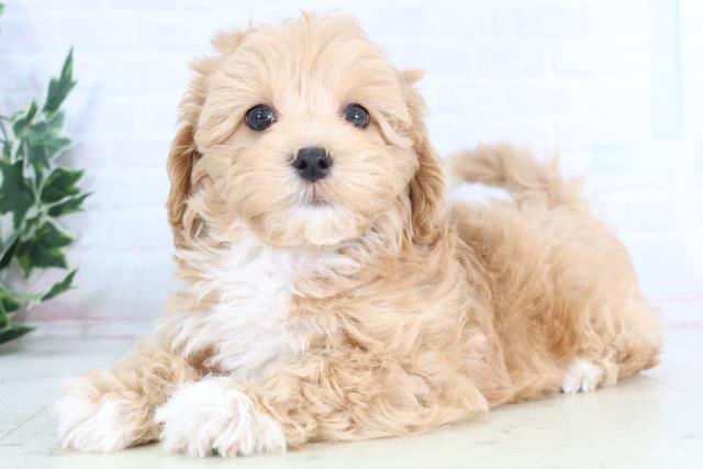 岡山県のマルプー(マルチーズ×プードル) (Coo&RIKU岡山店/2025年11月27日生まれ/男の子/アプリコット)の子犬の3枚目の画像