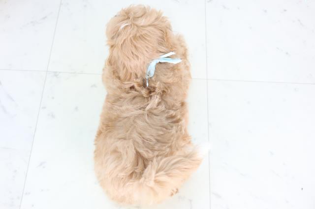 岡山県のマルプー(マルチーズ×プードル) (Coo&RIKU岡山店/2025年11月27日生まれ/男の子/アプリコット)の子犬の4枚目の画像