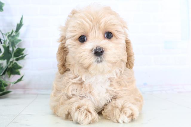 香川県のマルプー(マルチーズ×プードル) (Coo&RIKU高松上福岡店/2025年11月27日生まれ/女の子/アプリコット)の子犬の1枚目の画像