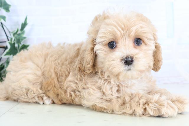 香川県のマルプー(マルチーズ×プードル) (Coo&RIKU高松上福岡店/2025年11月27日生まれ/女の子/アプリコット)の子犬の2枚目の画像