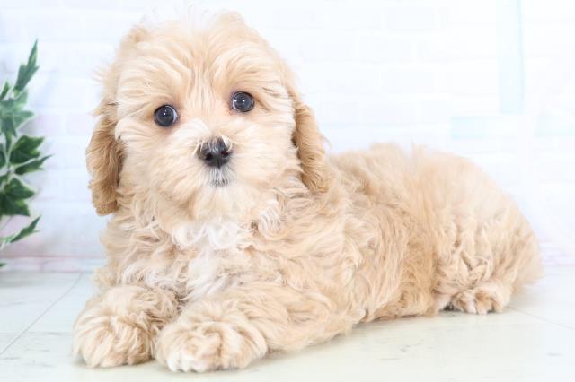 香川県のマルプー(マルチーズ×プードル) (Coo&RIKU高松上福岡店/2025年11月27日生まれ/女の子/アプリコット)の子犬の3枚目の画像