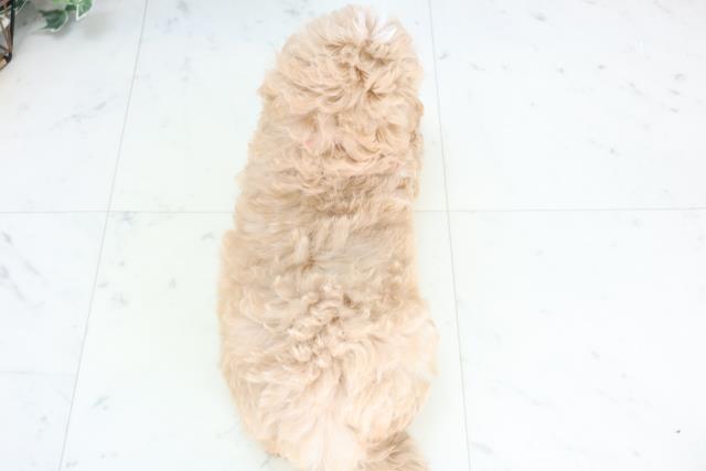 香川県のマルプー(マルチーズ×プードル) (Coo&RIKU高松上福岡店/2025年11月27日生まれ/女の子/アプリコット)の子犬の4枚目の画像