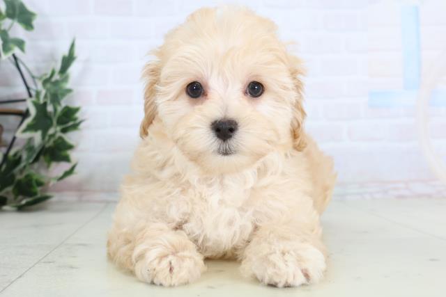 長崎県のマルプー(マルチーズ×プードル) (Coo&RIKU大村店/2025年11月27日生まれ/女の子/アプリコット)の子犬の1枚目の画像