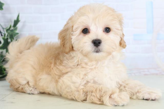 長崎県のマルプー(マルチーズ×プードル) (Coo&RIKU大村店/2025年11月27日生まれ/女の子/アプリコット)の子犬の2枚目の画像