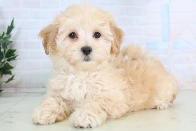 長崎県のマルプー(マルチーズ×プードル) (Coo&RIKU大村店/2025年11月27日生まれ/女の子/アプリコット)の子犬の3枚目の画像