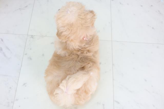 長崎県のマルプー(マルチーズ×プードル) (Coo&RIKU大村店/2025年11月27日生まれ/女の子/アプリコット)の子犬の4枚目の画像