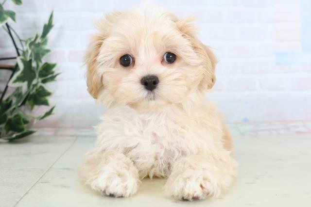 広島県のマルプー(マルチーズ×プードル) (Coo&RIKU福山店/2025年11月27日生まれ/女の子/アプリコット)の子犬の1枚目の画像