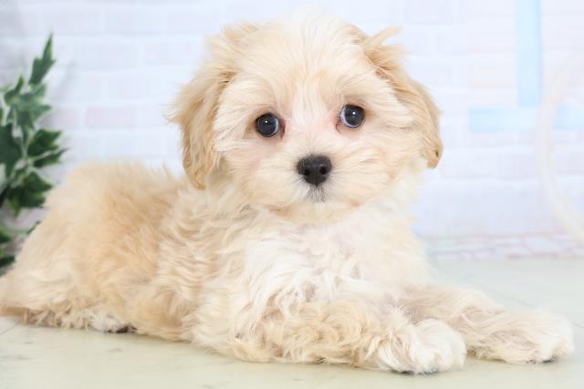 広島県のマルプー(マルチーズ×プードル) (Coo&RIKU福山店/2025年11月27日生まれ/女の子/アプリコット)の子犬の2枚目の画像