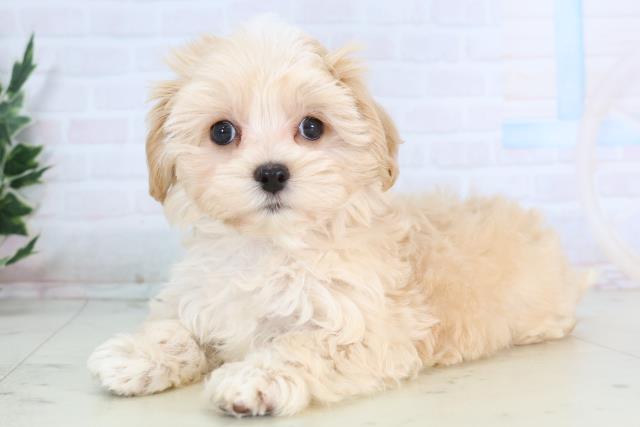 広島県のマルプー(マルチーズ×プードル) (Coo&RIKU福山店/2025年11月27日生まれ/女の子/アプリコット)の子犬の3枚目の画像