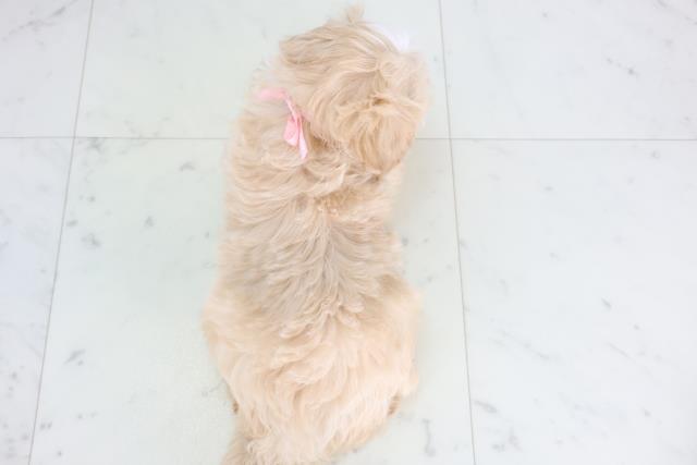 広島県のマルプー(マルチーズ×プードル) (Coo&RIKU福山店/2025年11月27日生まれ/女の子/アプリコット)の子犬の4枚目の画像