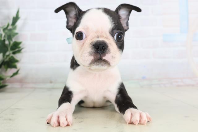 沖縄県のボストンテリア (Coo&RIKU沖縄浦添店/2025年11月27日生まれ/男の子/ボストンカラー)の子犬の1枚目の画像