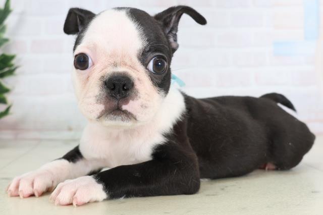 沖縄県のボストンテリア (Coo&RIKU沖縄浦添店/2025年11月27日生まれ/男の子/ボストンカラー)の子犬の3枚目の画像