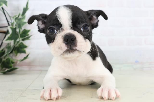 広島県のボストンテリア (Coo&RIKU福山店/2025年11月27日生まれ/女の子/ボストンカラー)の子犬の1枚目の画像